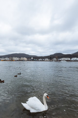 Swans swim on the rhine in the vicinity of bonn