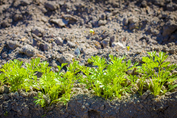 young carrots row grows