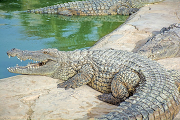 crocodile