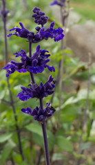 Blue flowers in the garden