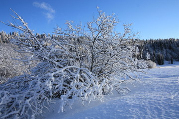 Neige et buisson
