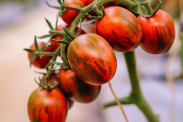 Ripe chocolate cherry tomatoes are on the green blur background. Tomatoes are grown in a greenhouse on an organic farm. Royalty high-quality free stock image of tomato. Food photography.