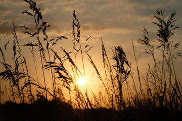 Obraz premium Dawn in a wheat field. Beautiful landscape on sunrise