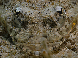   Halfspined-flathead, Blackblotch flathead (Sorsogona prionota)