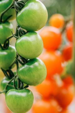 Ripe tomatoes are on the green blur background. Tomatoes are grown in a greenhouse on an organic farm. Royalty high-quality free stock image of tomato. Nature photography.