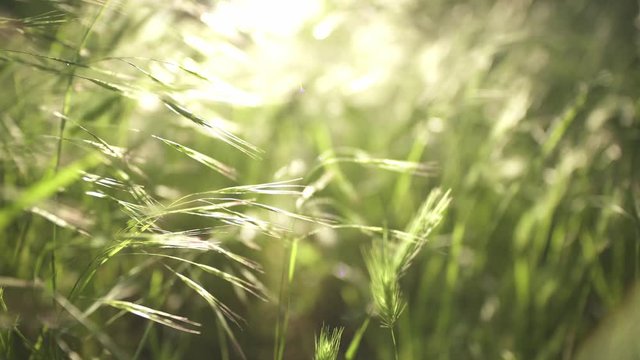 rapid first person low angle out and in run in green grass at the evening sun