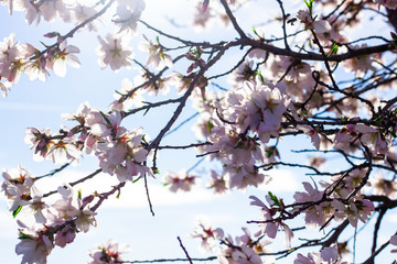 Obraz premium landscape