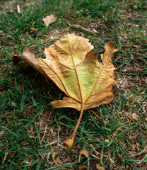 Autumn leaves on the ground