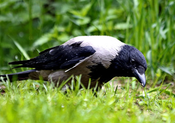 crow on the grass