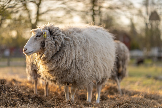 Image of sheep on the coutry side farm during sunset