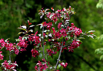 pink flowers in a garden