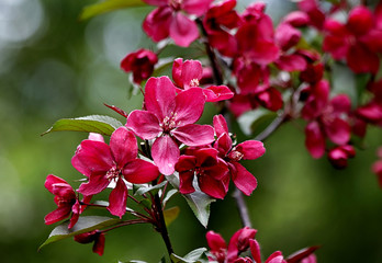 pink and white flowers