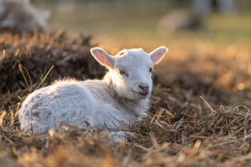 Image of young lamb on a green grass during sunset