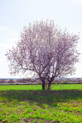 Naklejka premium landscape
