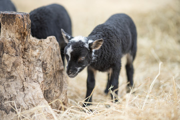 Image of young lamb on a green grass during sunset