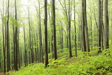 Beech trees in spring forest on a mountain slope in foggy, rainy weather