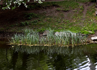 reeds in the water