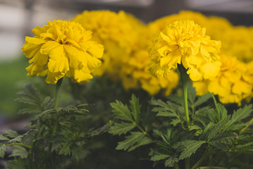 yellow flowers in the garden