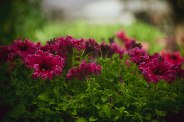 Obraz premium beautiful pink petunia flowers on a green background