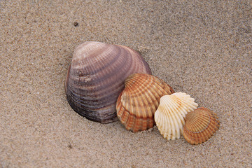 Fototapeta na wymiar Muscheln