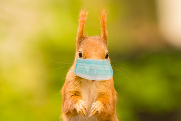 Squirrel with mouth mask Corona in the animal kingdom