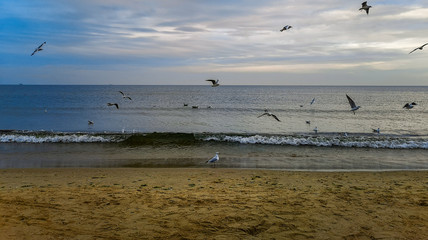 Beach near baltic sea in Swinoujscie in november full of white seagulls