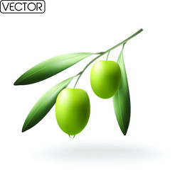 green olives with leaves. Vector EPS