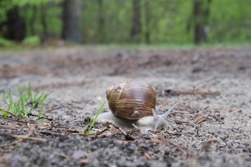 Helix pomatia on the road in forest.  Common names the Roman snail, Burgundy snail, edible snail or escargot. 