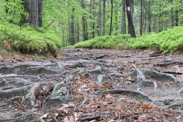 Closeup of the protruding roots create an interesting pattern on a forest mountain road