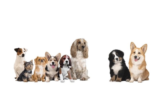 group of dogs on a white background