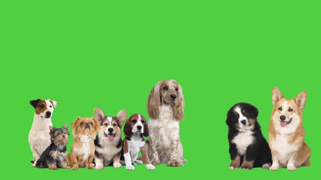 group of dogs on a green screen