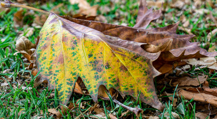 Autumn leaves on the ground