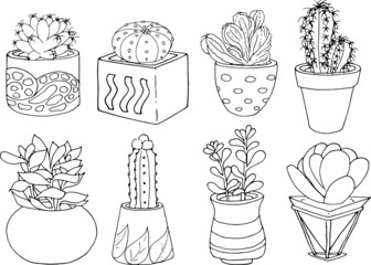 Cacti and succulents. Various in shape and texture.