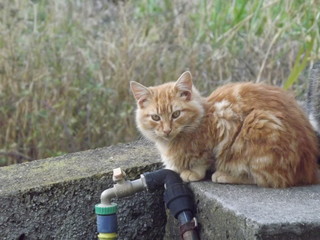 Un gato muy amarillo 