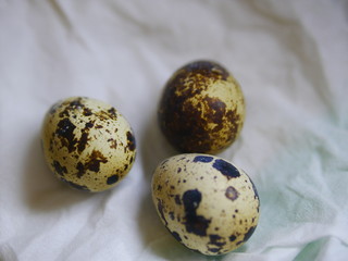 Four quail's eggs in white background