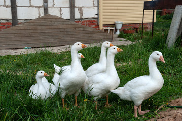Geese on a farm