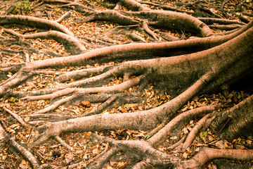 The root of a large tree, its surface looks magical