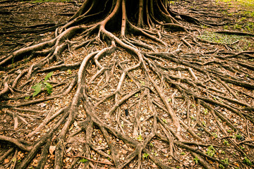 Tree roots affect their growth. And the surface looks magical