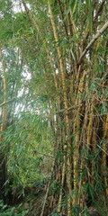 pine forest in autumn
