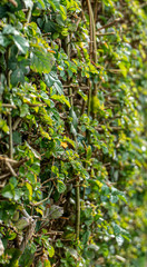 Green leaves background