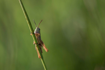 grashüpfer