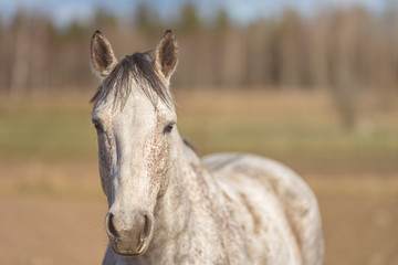 Fototapeta premium Image of young horse on the field