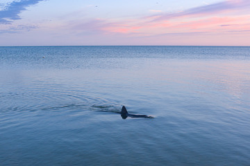 Dolphin at sunrise, Monkey Mia