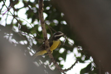 luis gordi cuello cantando en el árbol