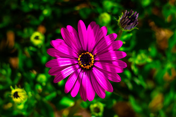 Obraz premium Macro nature