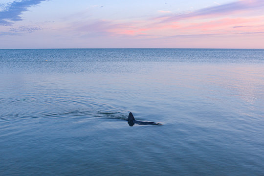 Dolphin At Sunrise, Monkey Mia