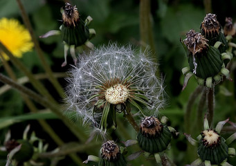 dandelion seed head
