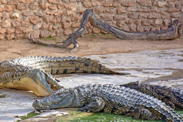 alligator in the swamp