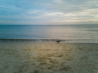 Raven walking on beach near water over Baltic Sea in Swinoujscie at november