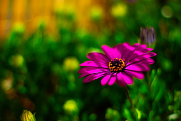 Obraz premium Macro nature